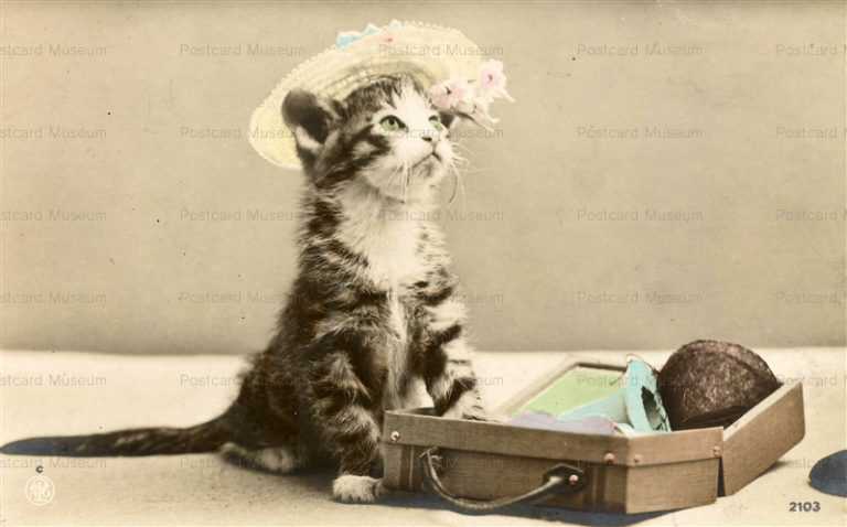 ac013-CAT HAT fashion