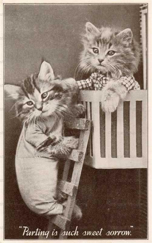 acb003-1932 Real Photo Postcard Two Dressed Cat Kittens