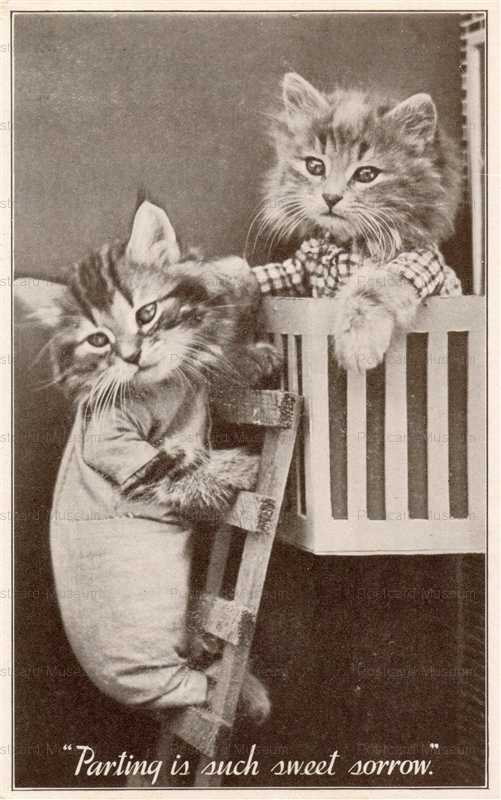 acb003-Real Photo Postcard Two Dressed Cat Kittens