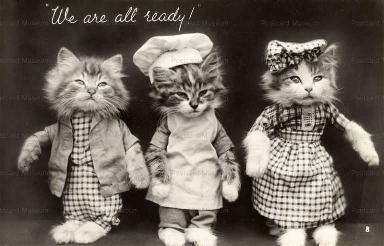acb007-Dressed Cats Ready We are All Ready