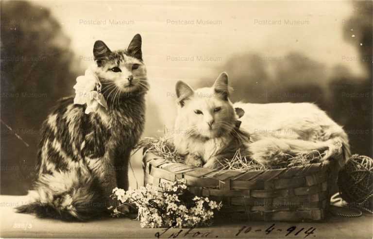 acb024-LaPerm CATs w Basket 1910's