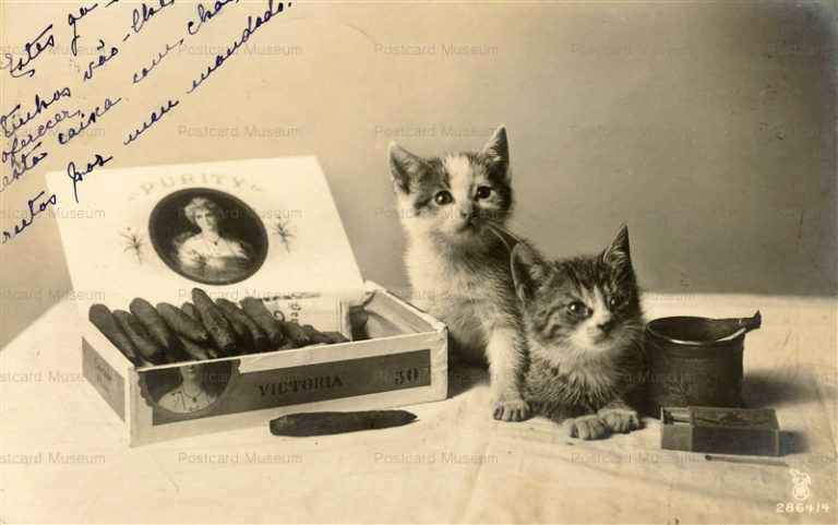 acb025-CAT KITTENS CIGAR Matchbox 1910