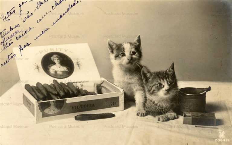 acb025-Cat Kittens Cigar Matchbox