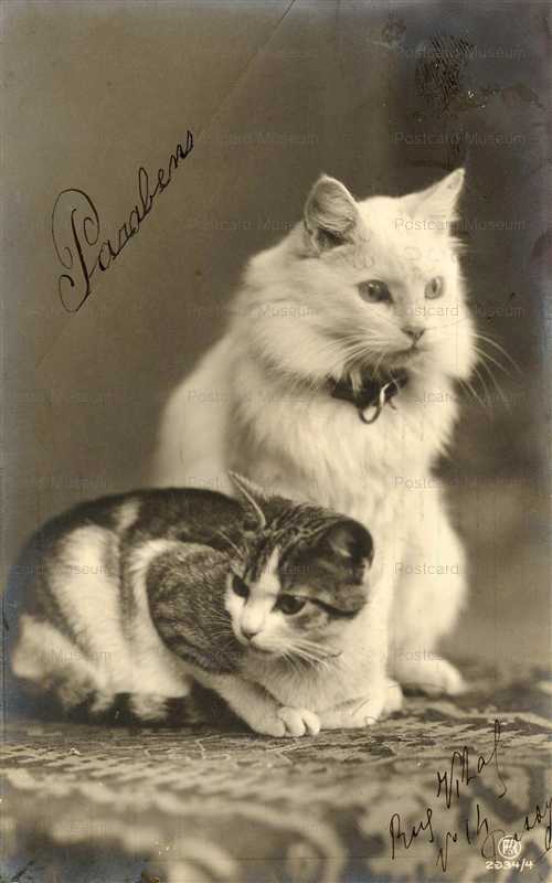 acb026-2 CATs Persia Kitten c1900