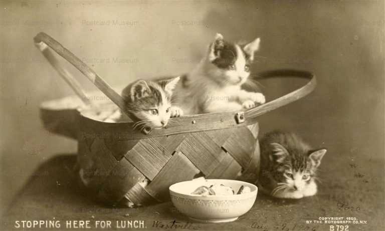 acb031-Lunch Cat 1906