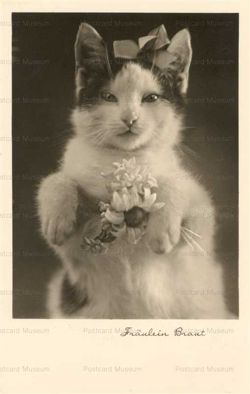 acb042-Cat with daisy flowers Fraulein Braut 1941 Amag published