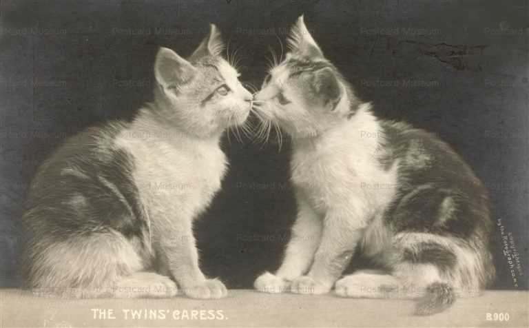 acb053-Cats kissing the Twins Caress