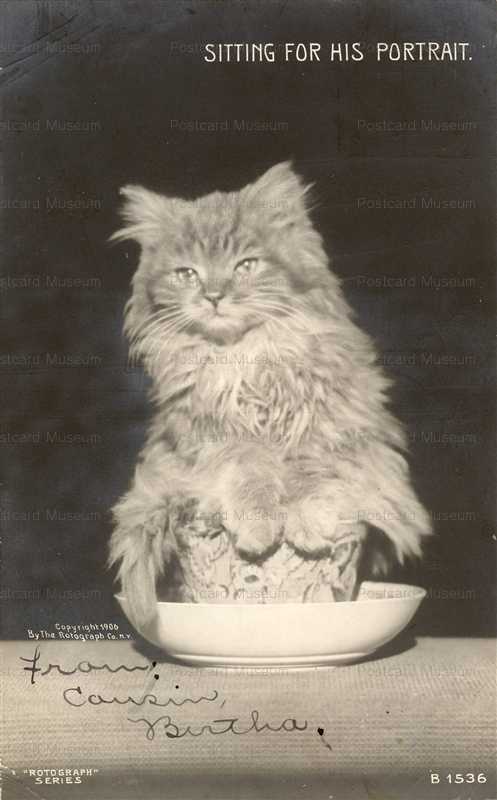 acb054-Cat Sitting for His Portrait Rotograph