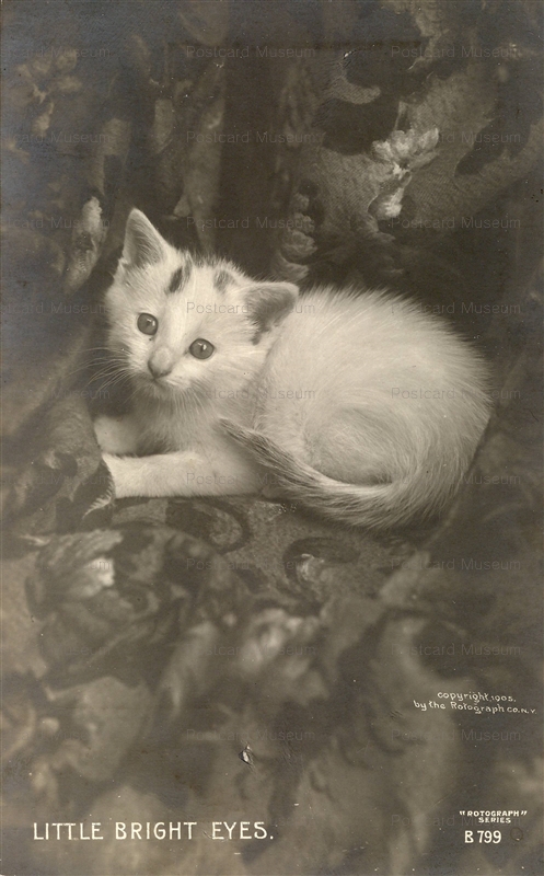 acb055-Little Bright Eyes 1905 B799 Rotograph Co N. Y.