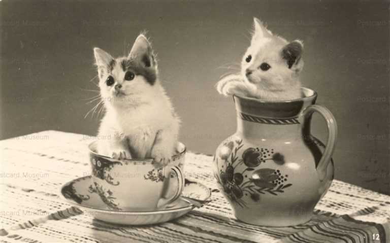 acb065-Cats sitting inside pottery 1955 RP No12