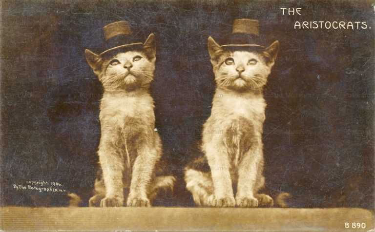 acb100-Cats the Aristocrats