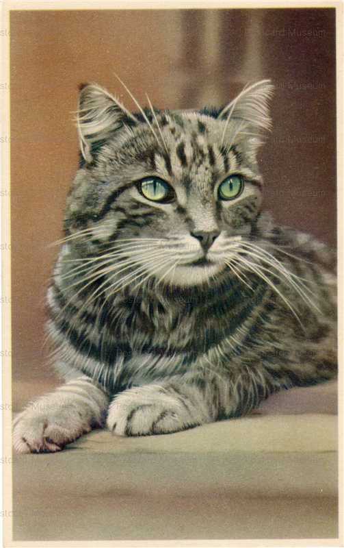 acc005-Vintage Belgium Mainzer Postcard # 327 Cat Kitten