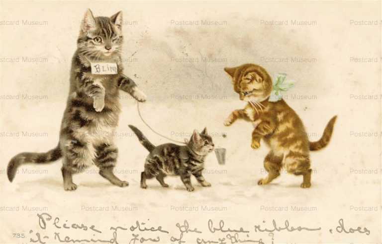 acc069-Blind Cat Family
