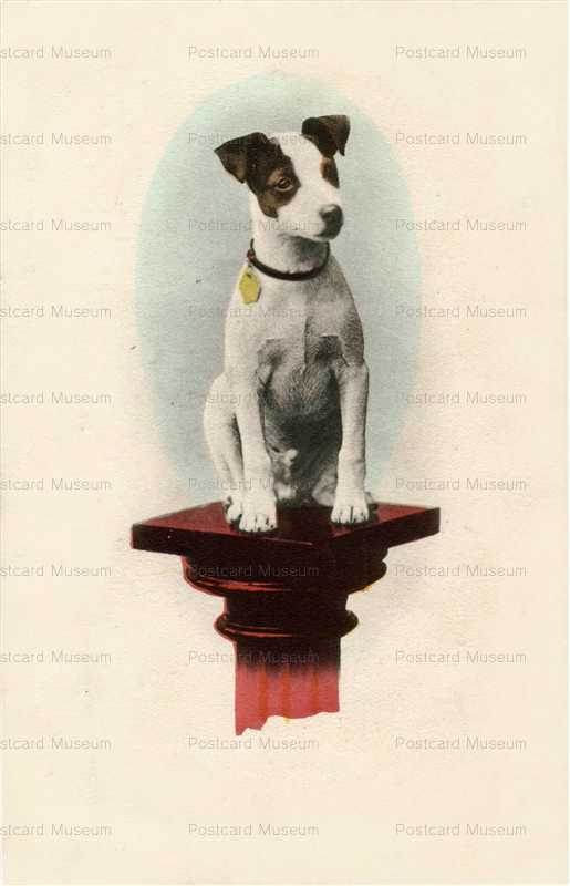 ad001-Smooth Fox Terrier on Pedestal Old Dog