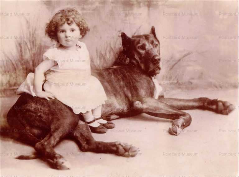 adb001-Great Dane Charming Dog and Cute Girl