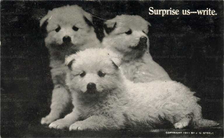 adb002-Samoyed 3Puppies Charming Old Dog