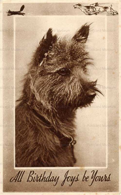 adb004-Cairn Terrier Dog Head Study Birthday Greetings