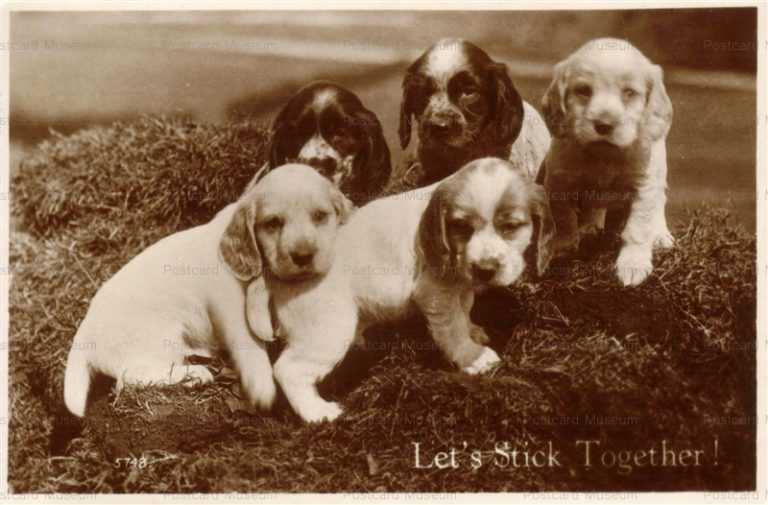 adb005-5Cocker Spaniel Cute Puppies