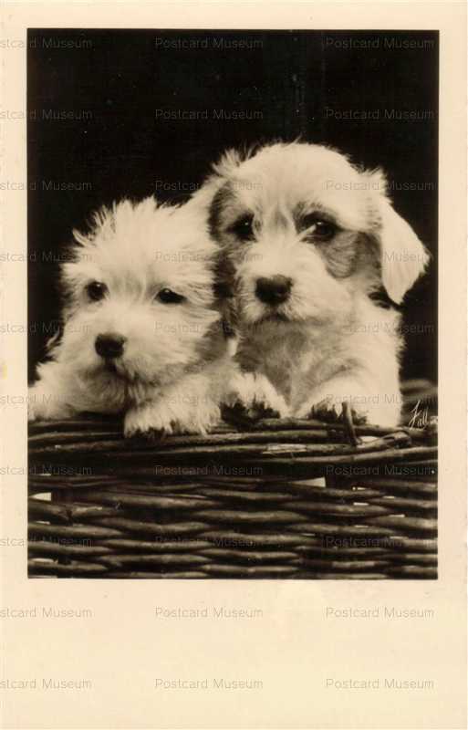 adb021-Sealyham Terrier Pups in a Basket Together