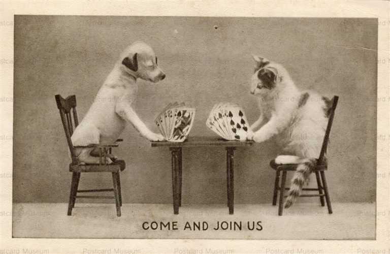 adb023-Cat Dog Puppy Kitten Playing Poker