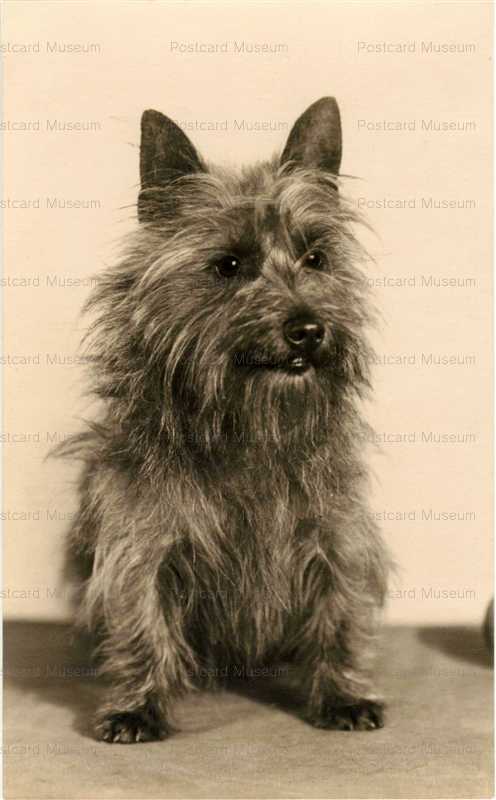 adb024-Cairn Terrier Cute Seated Dog Old