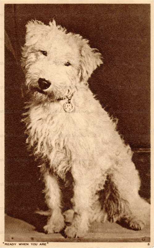 adb025-Scruffy White Dog Puppy