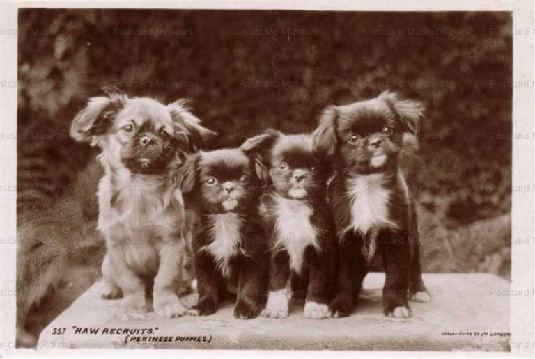 adb027-Pekingese Pups Sit in a Row