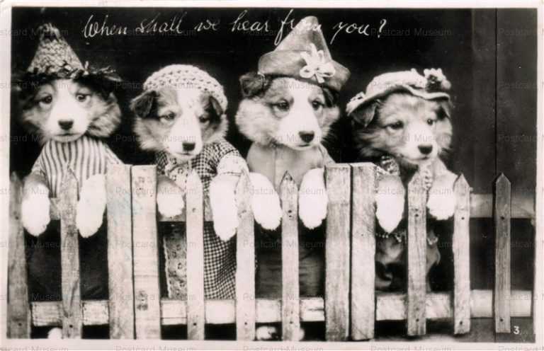 adb036-4 Dressed Dogs Photo