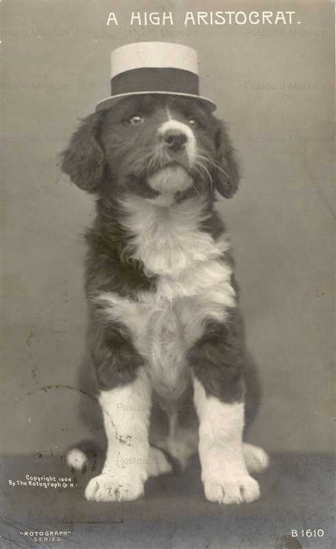 adb060-Dog a High Aristocrat Rotograph