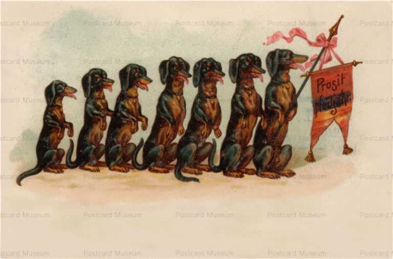 adc001-Daschunds Seven of Them in 1905 Publishes Kopal Posted to Vienna