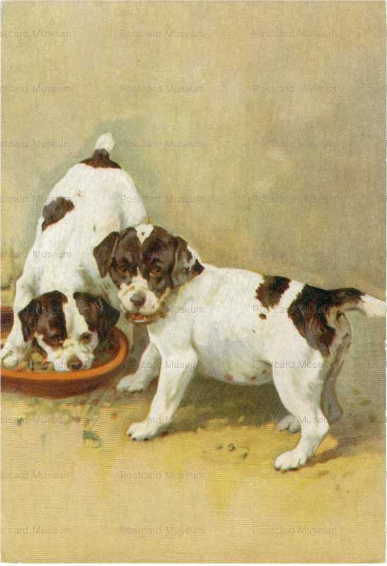 adc003-2Smooth Fox Terrier Puppies De Reske