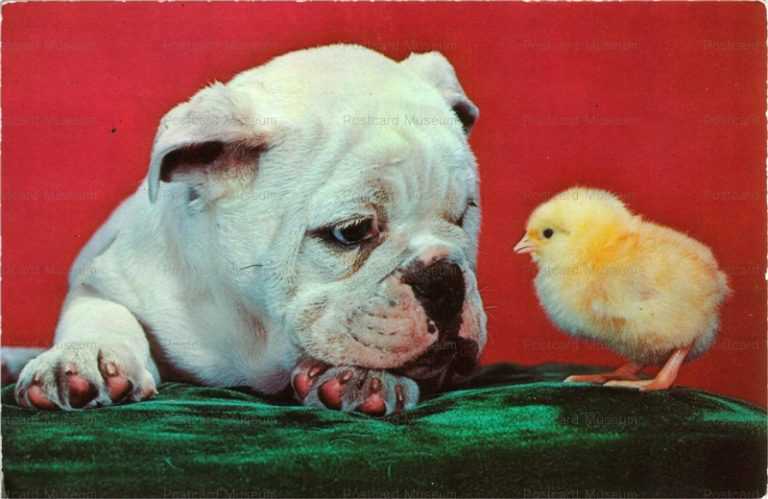 adc006-Bulldog Watches Little Chick