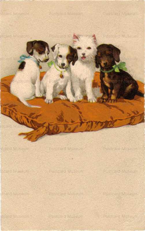adc009-Jack Russell Terrier Pair West Highland White Terrier and a Dachshund Sit on a Pillow