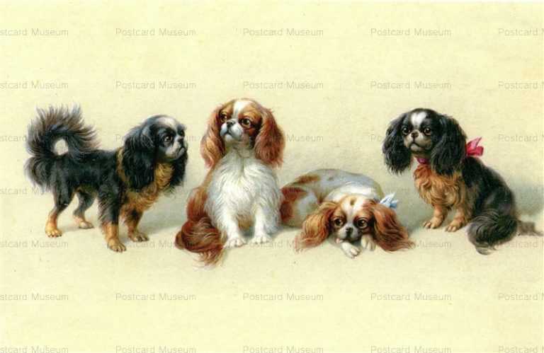 adc016-Cavalier King Charles Spaniel Lovely LIttle Dog