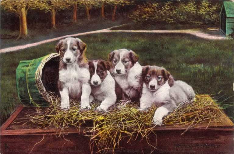 adc017-Border Collie Puppies in a Row Old Dog