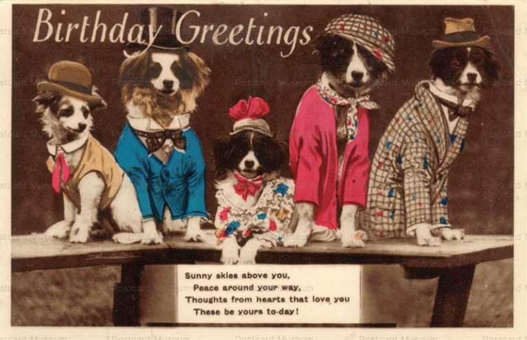 adc022-Dressed Border Collie Dogs Birthday Greetings