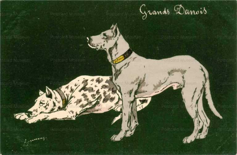 adc033-Great Den Dogs Grands Danois