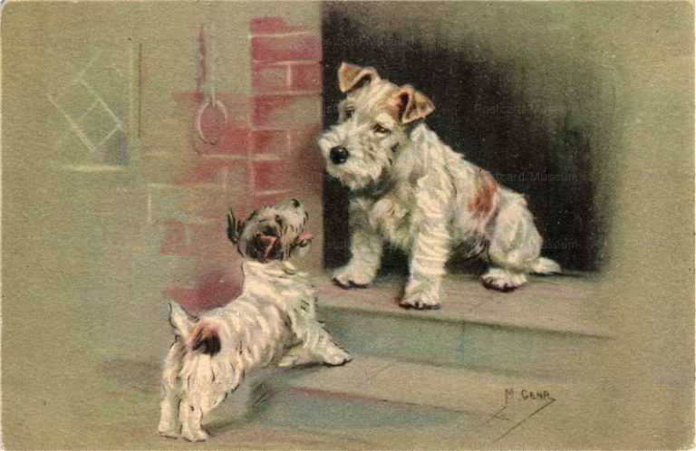 adc034-Wire Fox Sealyham Terrier Rare Mable Gear