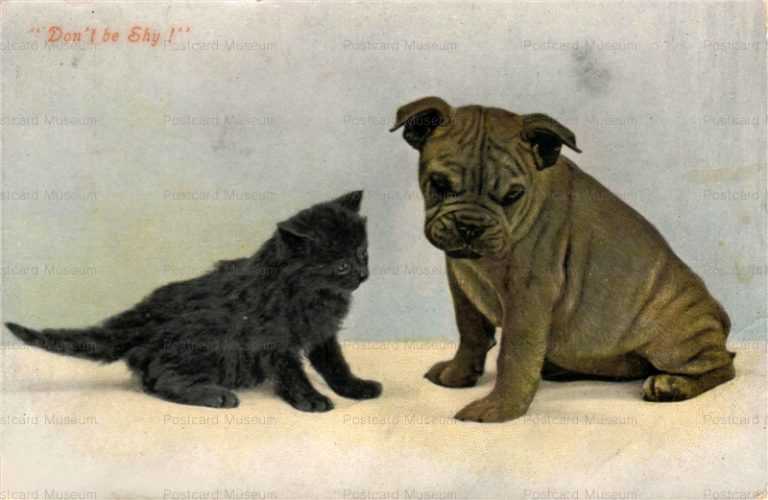 adc043-Bulldog Puppy and Little Kitten Colour Dog