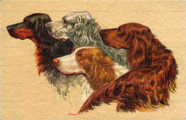 adc046-Seter Gordon Irish English Degami