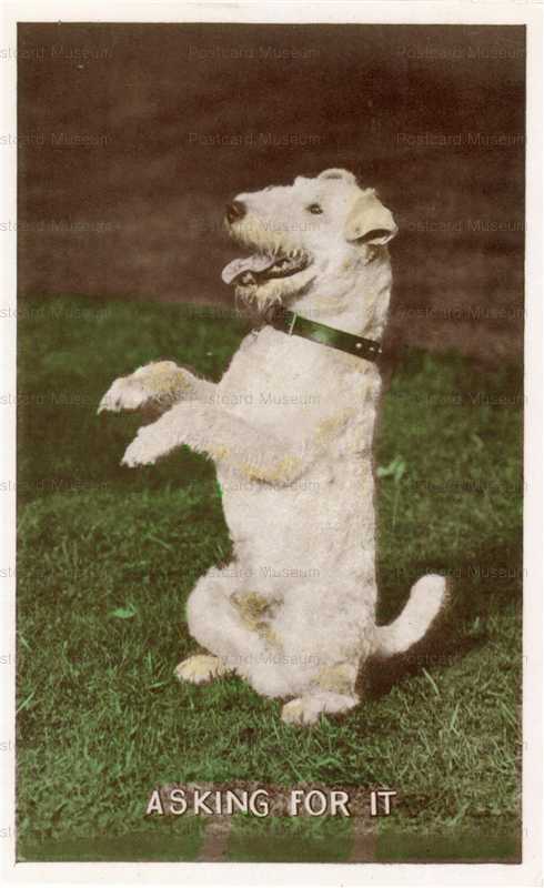 adc047-Wire Fox Terrier