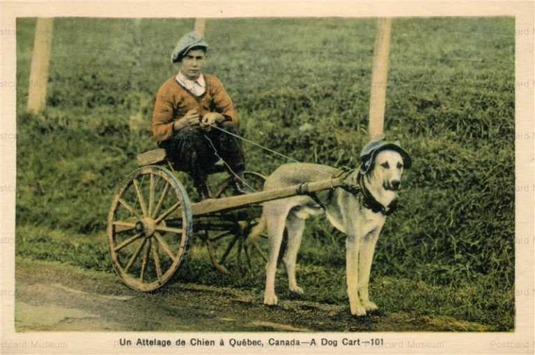 adc052-A Dog Cart Canada, Canadian, transportation
