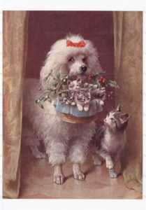 adc087-Poodle Cute Dog Cat Kittens