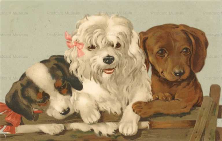 adc110-Dogs Puppies at Fence