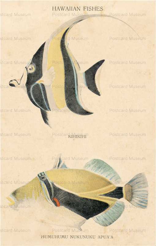 au600-Hawaian Fishes