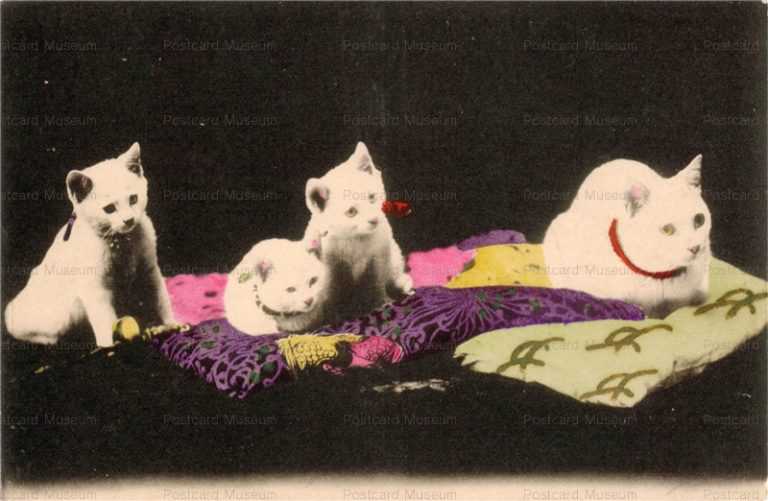 cat435-白猫４匹