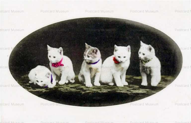 cat445-白猫5匹