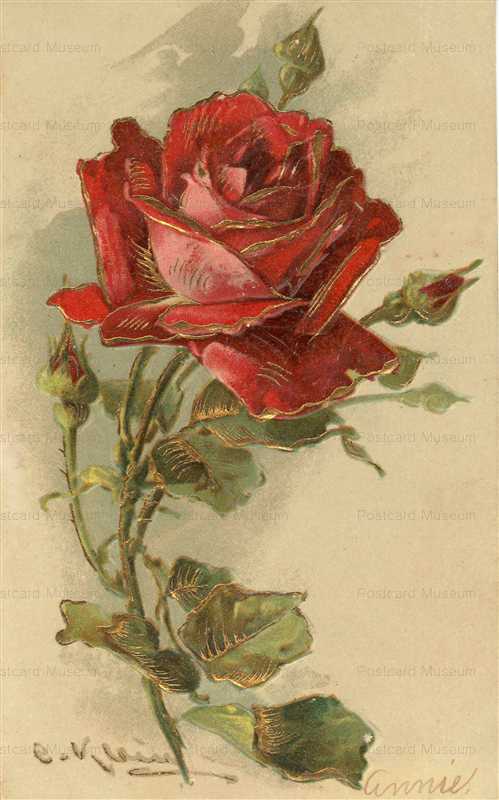 em082-Catherine Klein Red Rose