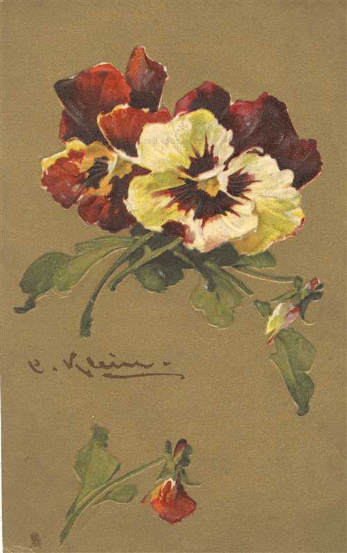 em084-Catherine Klein Pansy