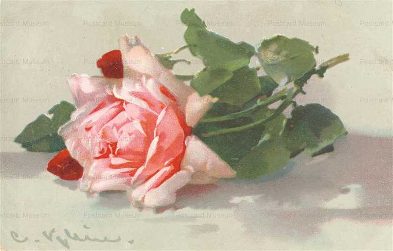 em090-Catherine Klein Wonderful Pink Rose